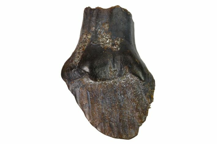 Partially Rooted Nodosaur Tooth - Judith River Formation #144848